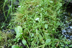 Centaurea phrygia pseudophrygia