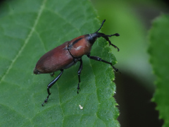 Rhodobaenus sanguineus