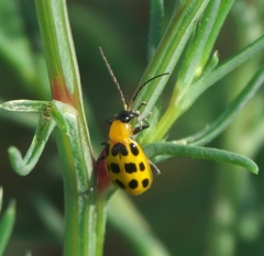 Diabrotica undecimpunctata