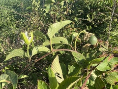 Passiflora incarnata