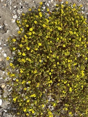 Deinandra corymbosa