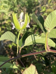 Passiflora incarnata
