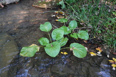 Plantago cordata