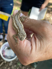 Sceloporus cowlesi
