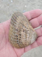 Noetia ponderosa