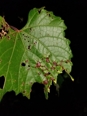 Elsinoe ampelina