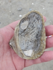 Noetia ponderosa