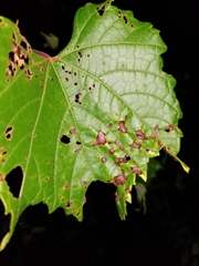 Elsinoe ampelina