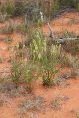 Ptilotus polystachyus