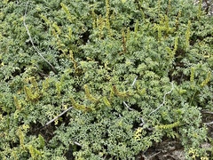 Ambrosia chamissonis