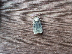 Pseudohermonassa bicarnea