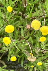 Cotula coronopifolia