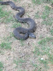 Nerodia rhombifer
