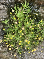 Cotula coronopifolia