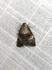 Acatapaustus leucospila