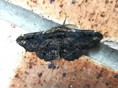 Pholodes sinistraria