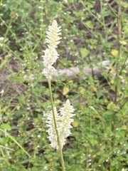 Froelichia floridana