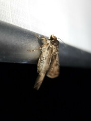 Agrotis munda