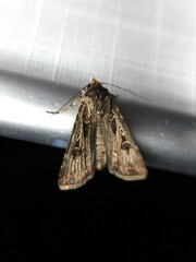 Agrotis munda