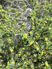 Pimelea serpyllifolia