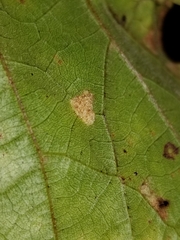 Colomerus vitis