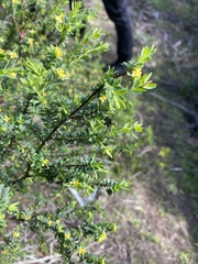 Pimelea serpyllifolia