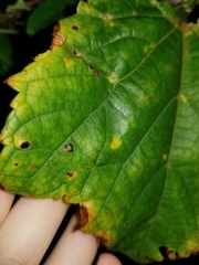 Colomerus vitis