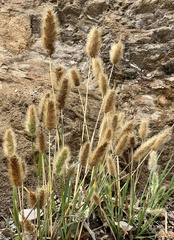 Polypogon monspeliensis