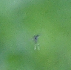 Aedes albopictus