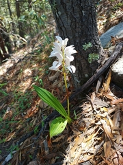 Govenia liliacea