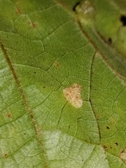 Colomerus vitis