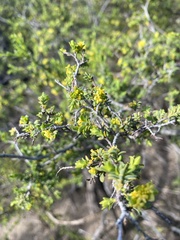 Pimelea serpyllifolia
