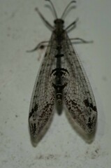 Dendroleon speciosus