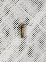 Monopis crocicapitella