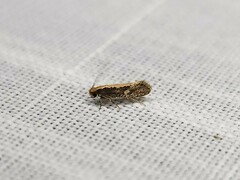 Monopis crocicapitella