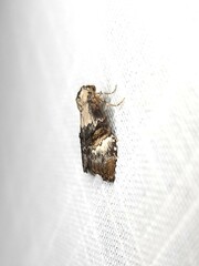 Acatapaustus leucospila