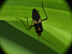 Hypselonotus interruptus