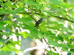 Cardellina canadensis