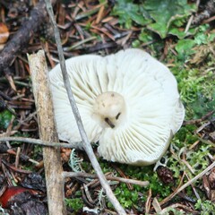 Tricholoma saponaceum