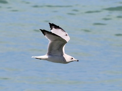 Larus delawarensis