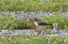 Calidris acuminata