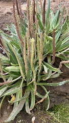 Plantago maritima