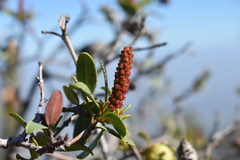 Colliguaja odorifera