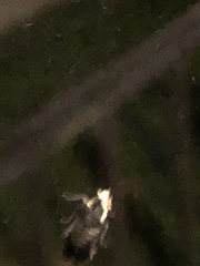 Tinea apicimaculella