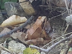Rana