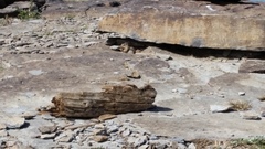 Callospermophilus lateralis