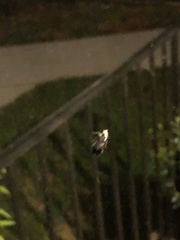 Tinea apicimaculella