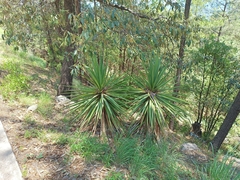 Yucca madrensis