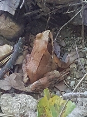 Rana