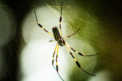 Trichonephila clavipes